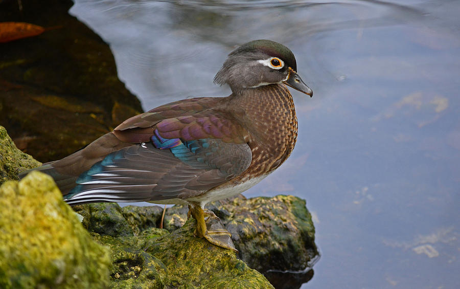 A Pretty Female Painted Wood Duck Photograph by Judy Wanamaker