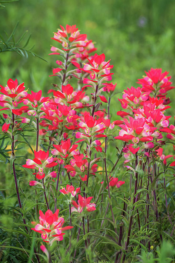 A Pretty Patch of Paintbrush Photograph by Lynn Bauer