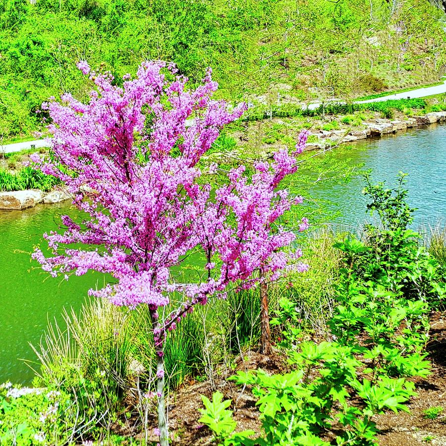 A Pretty Pink Tree Along a Stream Photograph by Kirsten Giving