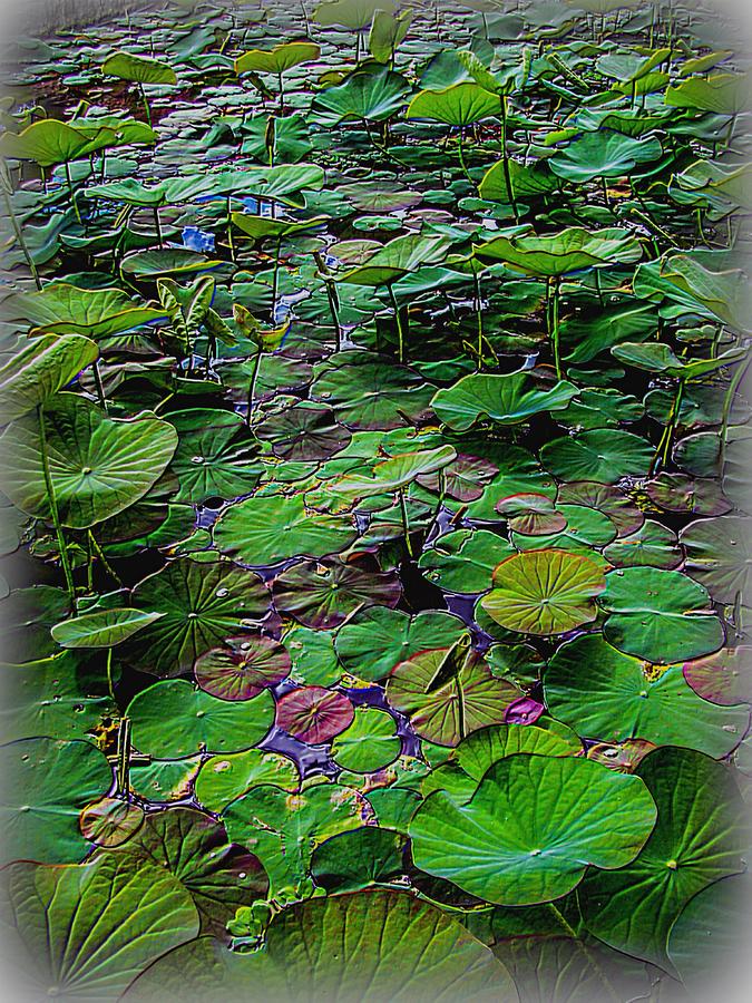 A pretty pond full of lily pads at a water temple in Bali Digital Art