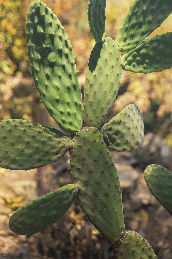 A Prickly Experience Photograph by Hany J
