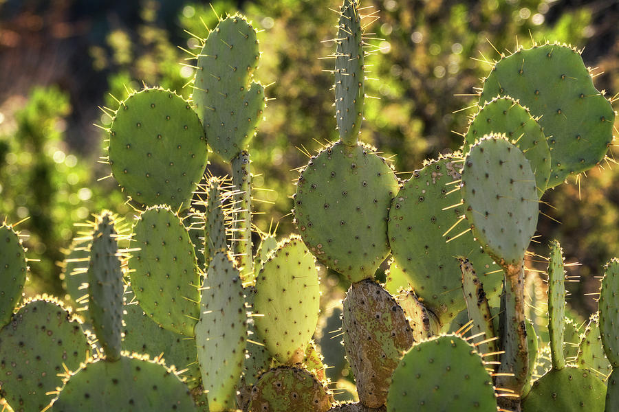  A Prickly Pear Cactus  Photograph by Saija Lehtonen