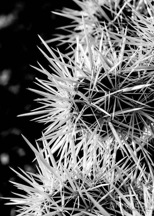 A Prickly Subject Photograph by Adam Morsa