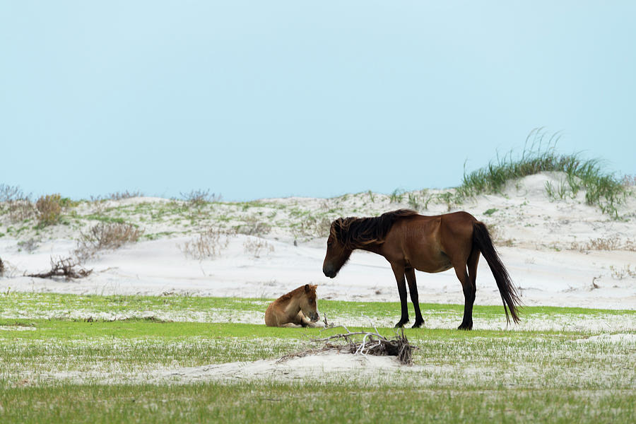 A protective mother with her foal Photograph by Dan Friend