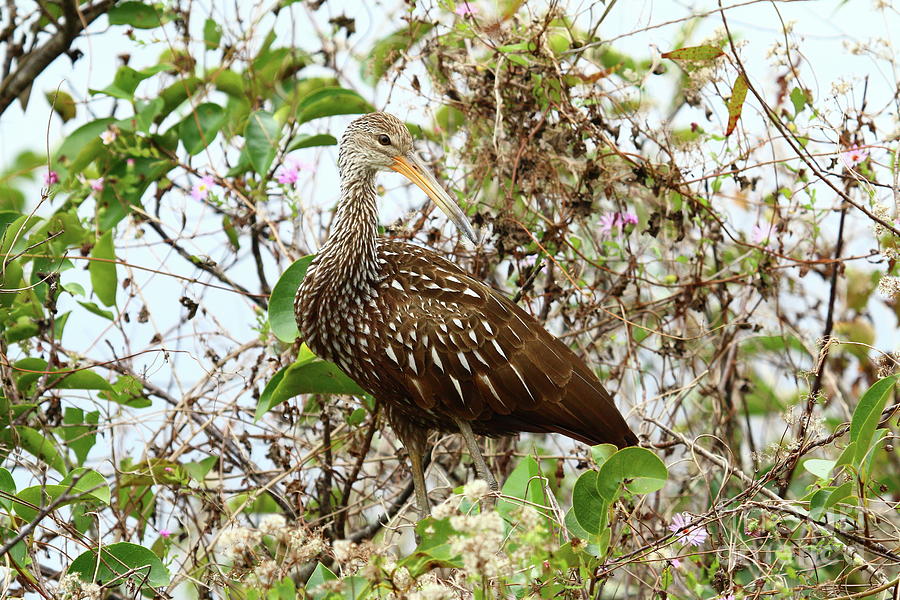A Proud Limpkin Photograph by Christiane Schulze Art And Photography