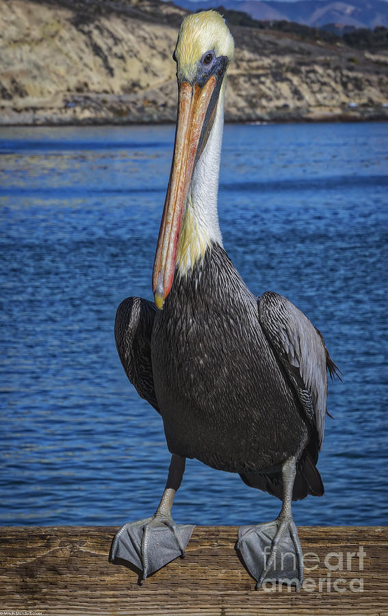 A Proud Pelican Portrait Photograph by Mitch Shindelbower