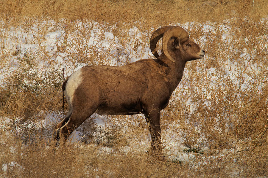 A proud Ram Photograph by Jeff Swan