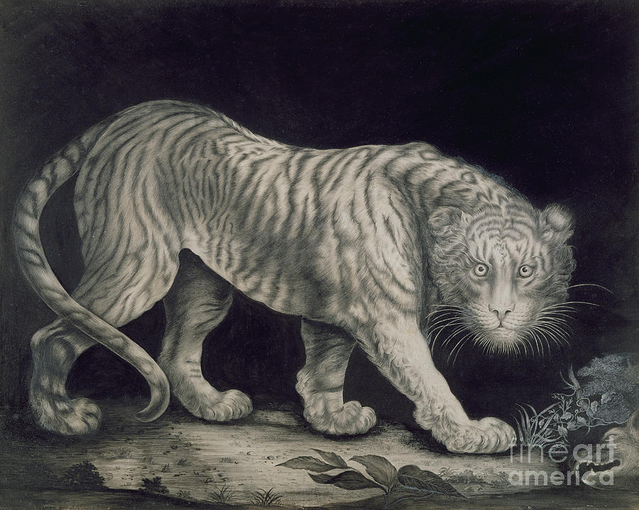 A Prowling Tiger by Elizabeth Pringle Drawing by Elizabeth Pringle