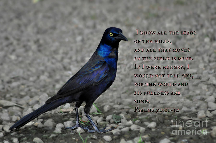 A Psalm and The Blackbird Photograph by Eric Liller