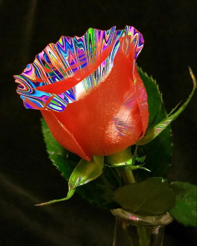 Psychedelic rose фиалка фото