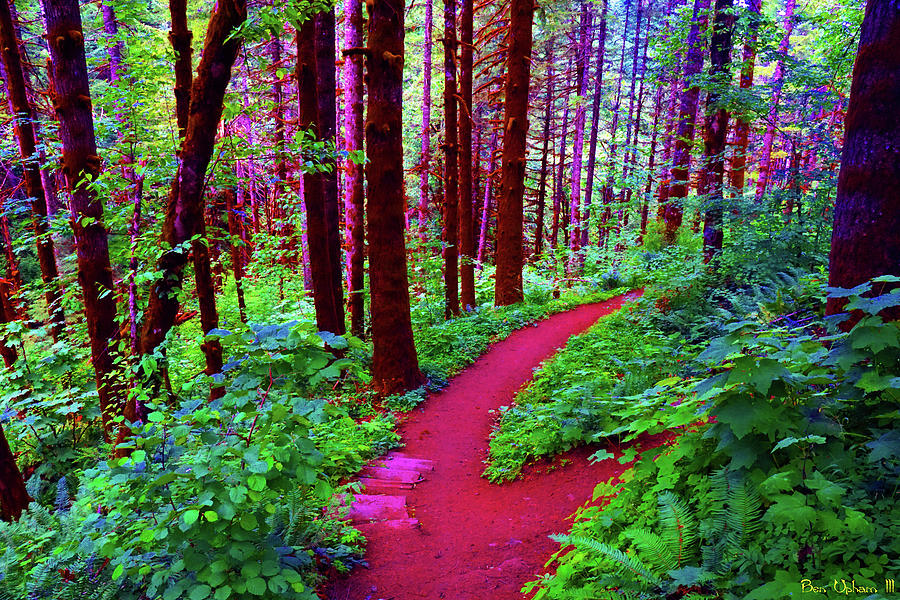 A Psychedelic Trail in the Tillamook Forest #1 Photograph by Ben Upham III
