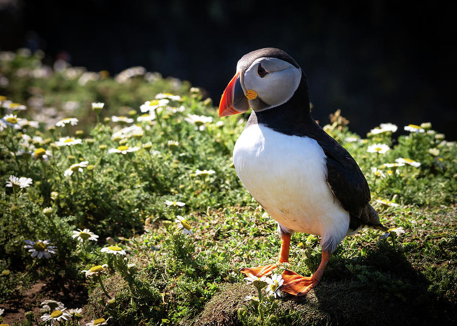 A Puffin in the Daisies Photograph by Framing Places