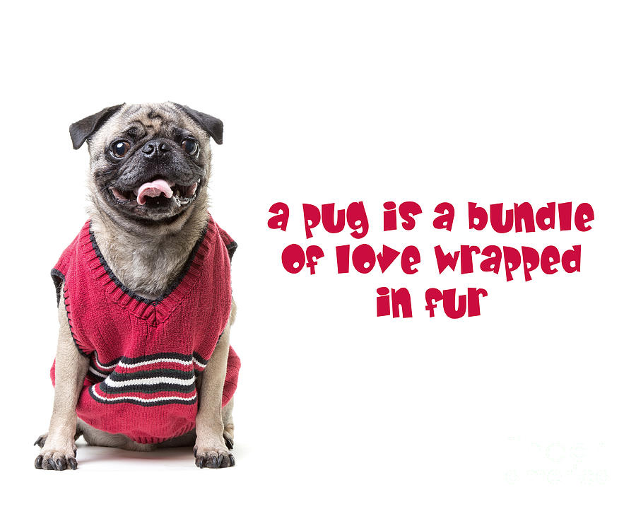 A pug is a bundle of love wrapped in fur Photograph by Edward Fielding