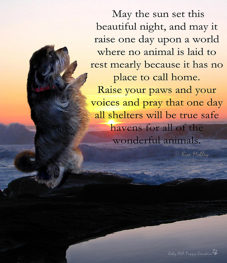 A Puppy's Prayer Photograph by Kim Mobley