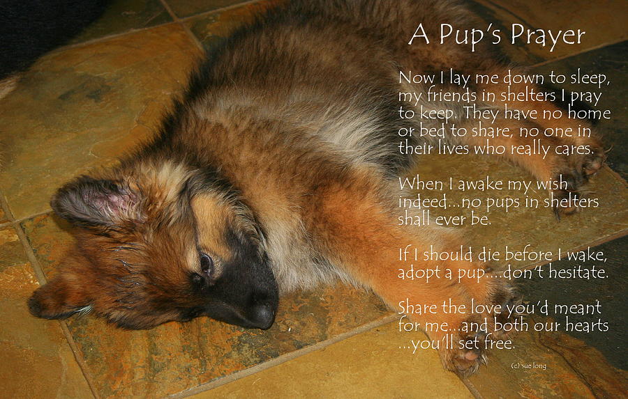 A Pups Prayer Photograph by Sue Long