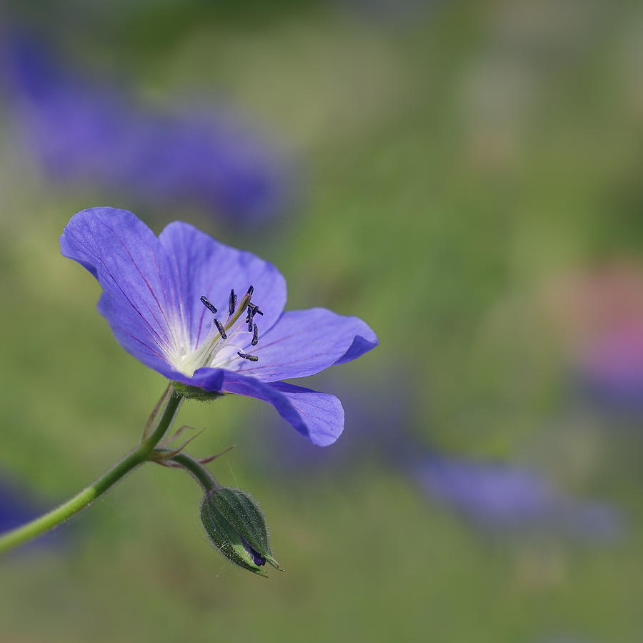 A Purple Flower Photograph