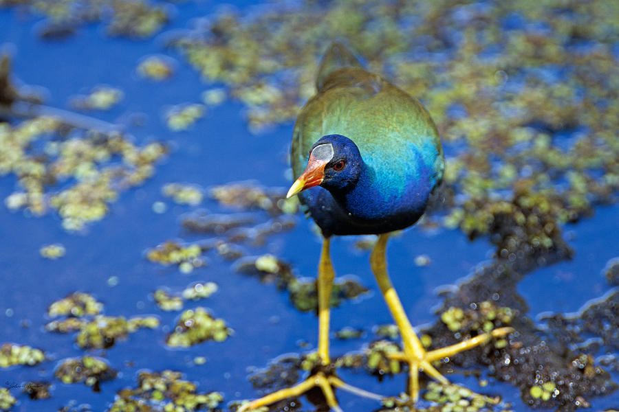 A Purple Gallinule in camouflage Photograph by John Harmon