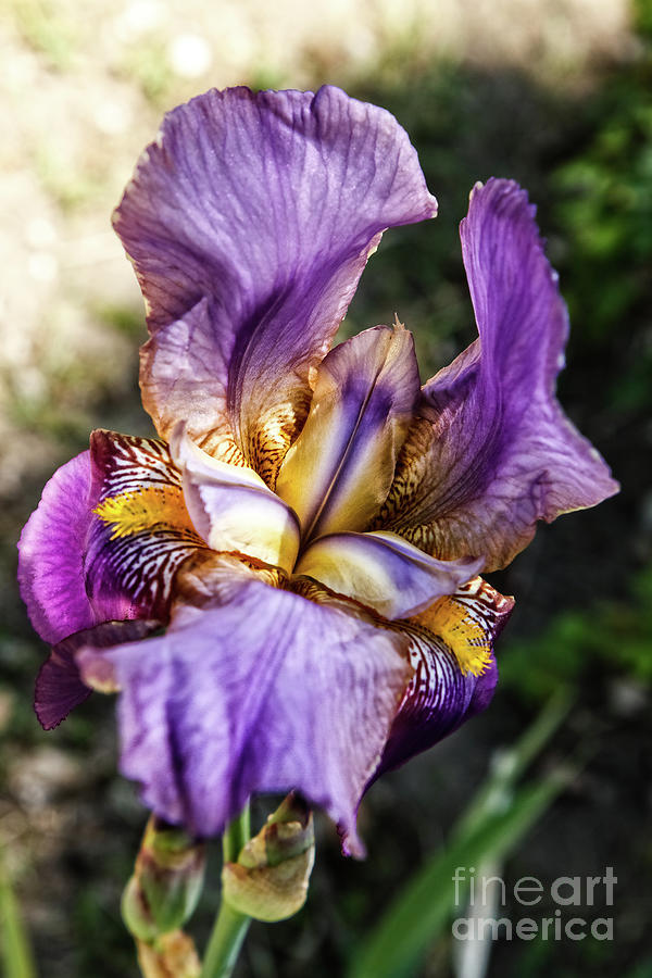 A Purple Iris Photograph by Robert Bales