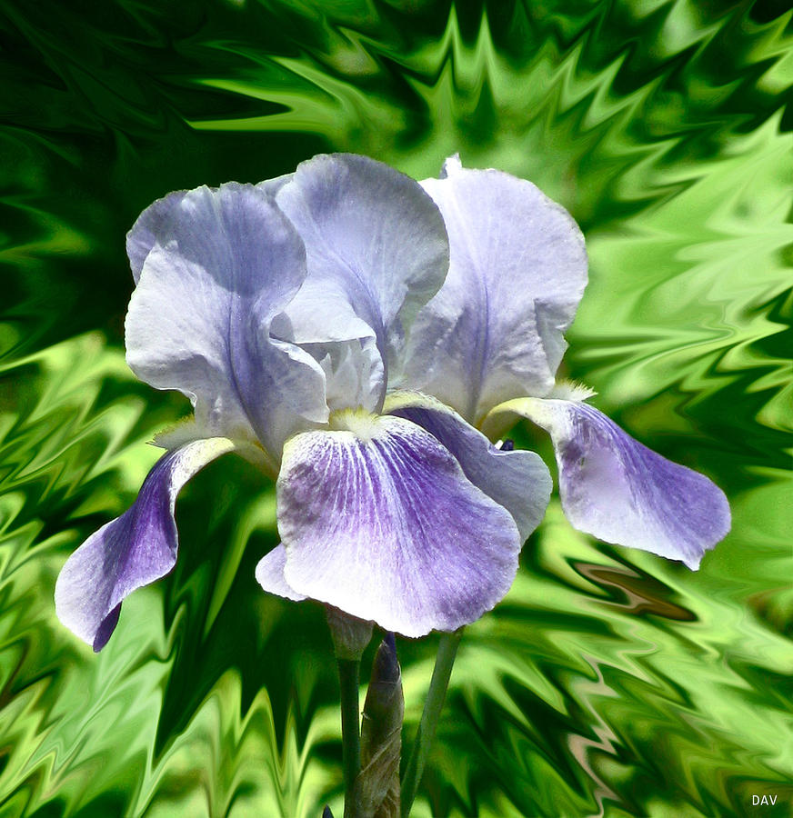 A Purple Iris Splash Photograph by Debra     Vatalaro