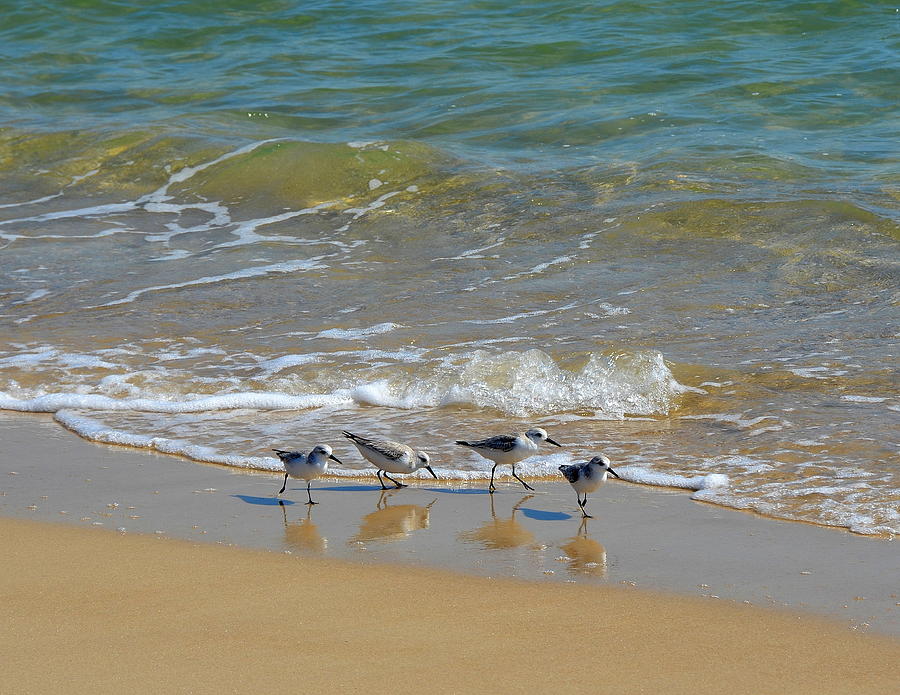 A Quartet of Sandpipers at Waters Edge Photograph by Carla Parris