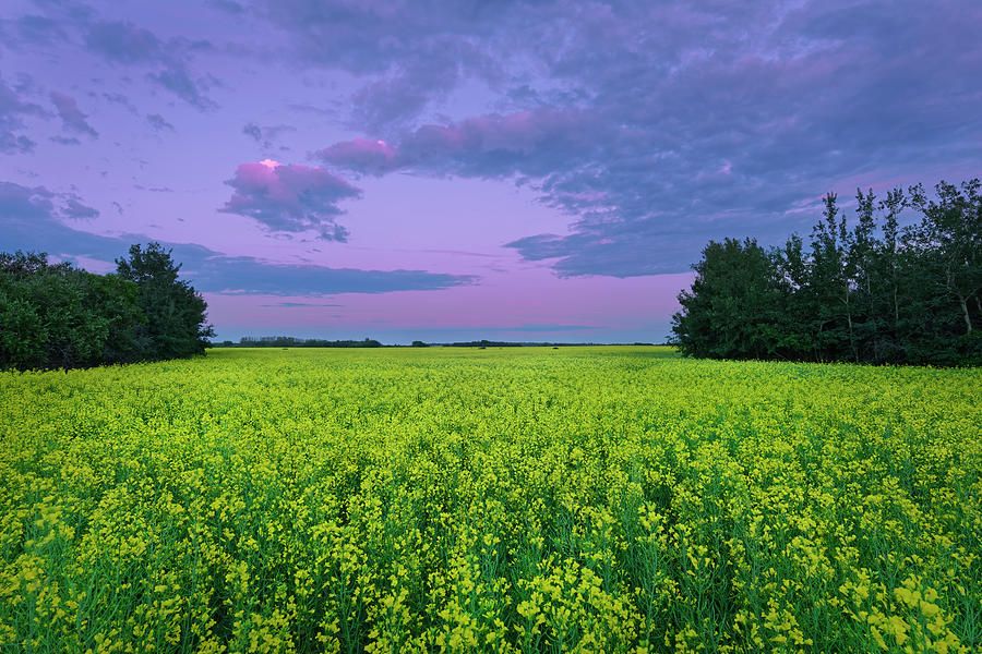 A Quiet Evening in Alberta Photograph by Dan Jurak