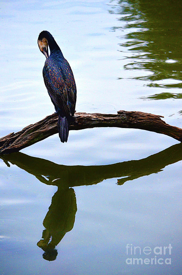 A quiet reflection by Spade Photo A quiet reflection by Spade Photo