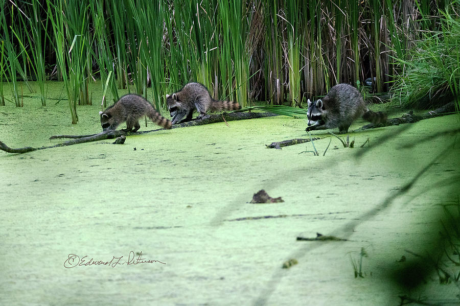 A Raccoon Trio Photograph by Ed Peterson