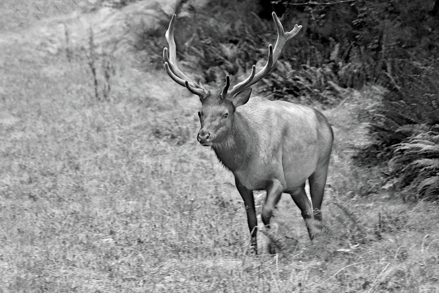 Olympic National Park Photograph - A Rack of Antlers - Roosevelt Elk - Olympic National Park WA by Alexandra Till