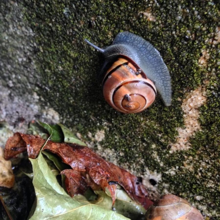 Provincetown Photograph - A Rainy-day #snail. #nofilter by Ben Berry