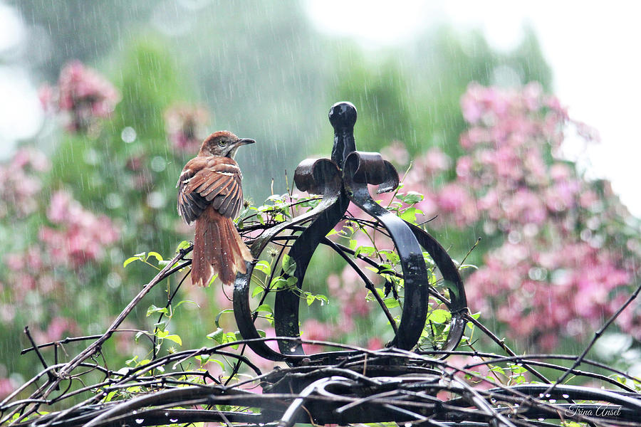 A Rainy Summer Day Photograph by Trina Ansel