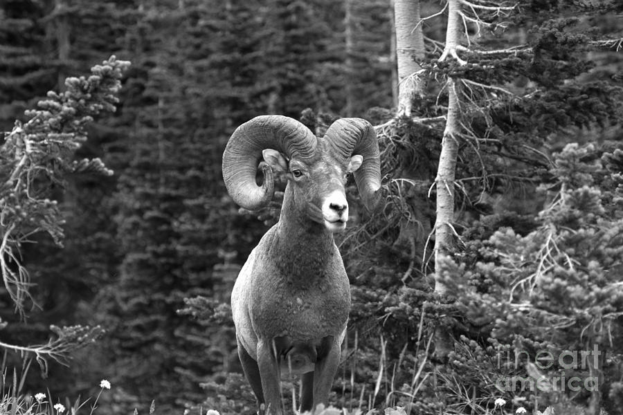 A Ram In The Forest Photograph by Adam Jewell