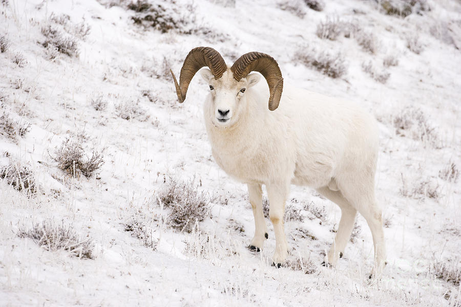 Sheep Photograph - A Ram on a Snowy Slope by Tim Grams