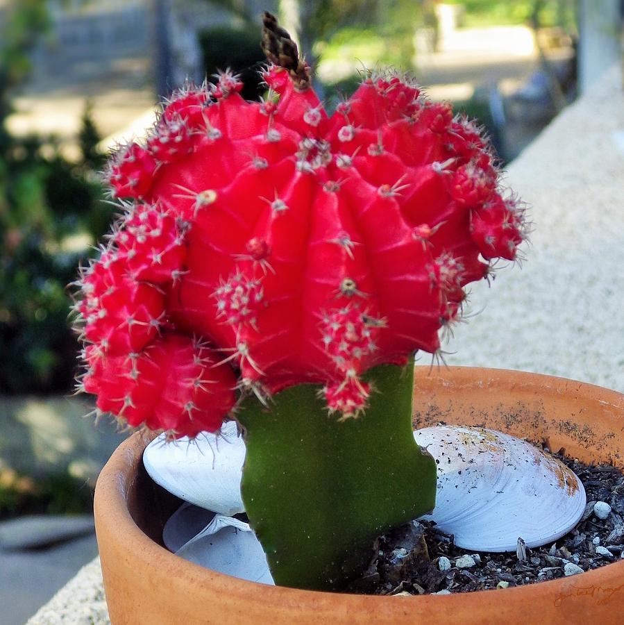 A Rare Red Jeweled Cactus Photograph by Jan Moore