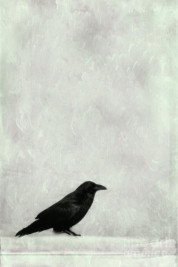 Raven Photograph - A Raven by Priska Wettstein