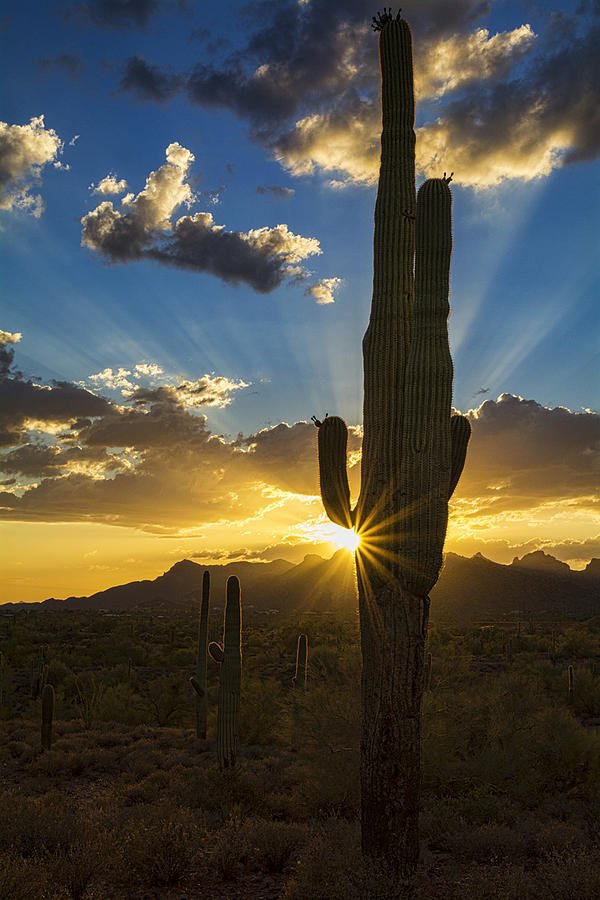 Sunset Photograph - A Ray of Desert Sunshine  by Saija Lehtonen
