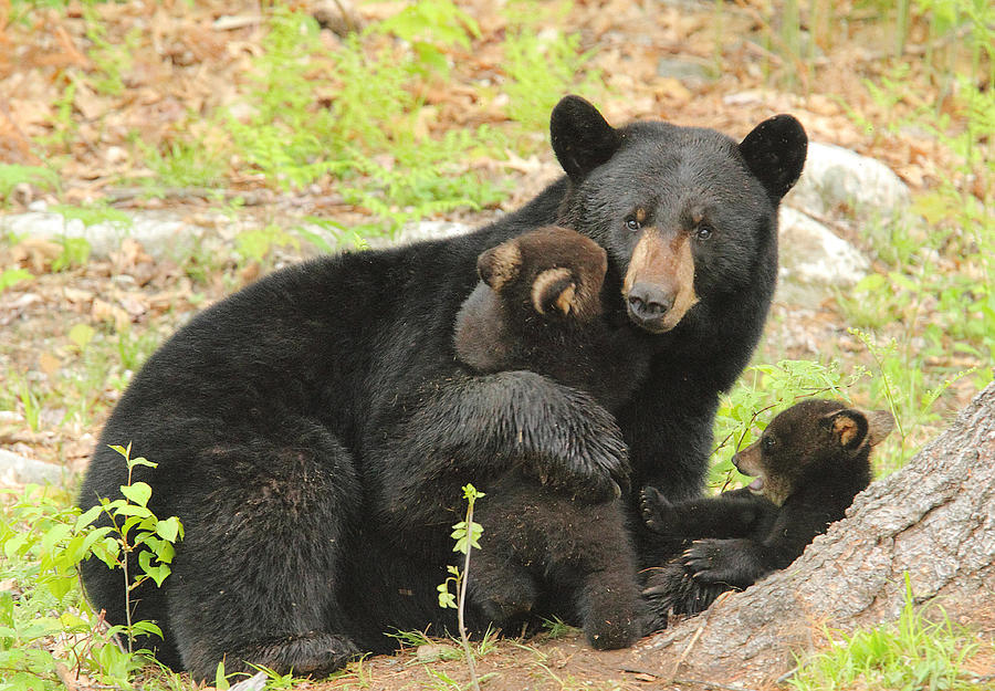 A Real Bear Hug Photograph by Duane Cross