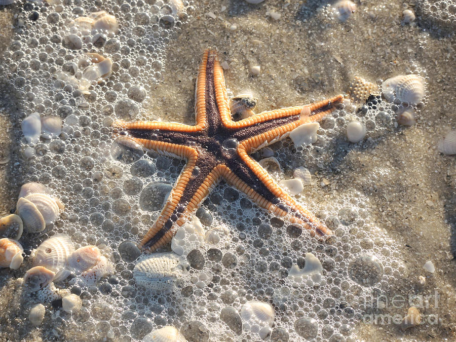 A Real Star Photograph by Lucyna A M Green