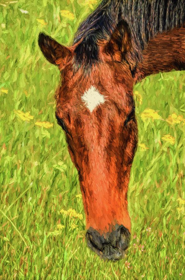 A Real Star In The Pasture Photograph by Sandi OReilly