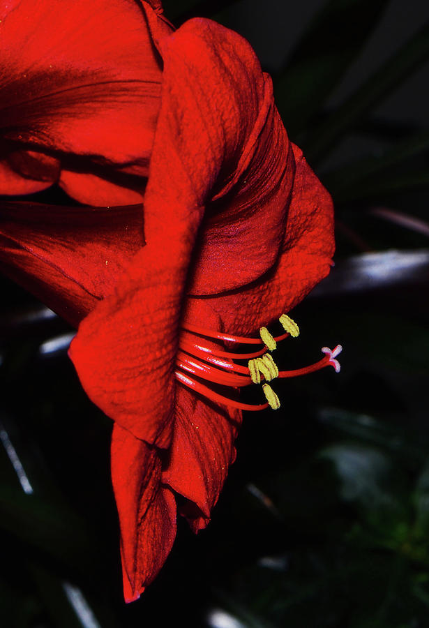 A Red Amaryllis Photograph by George Bostian
