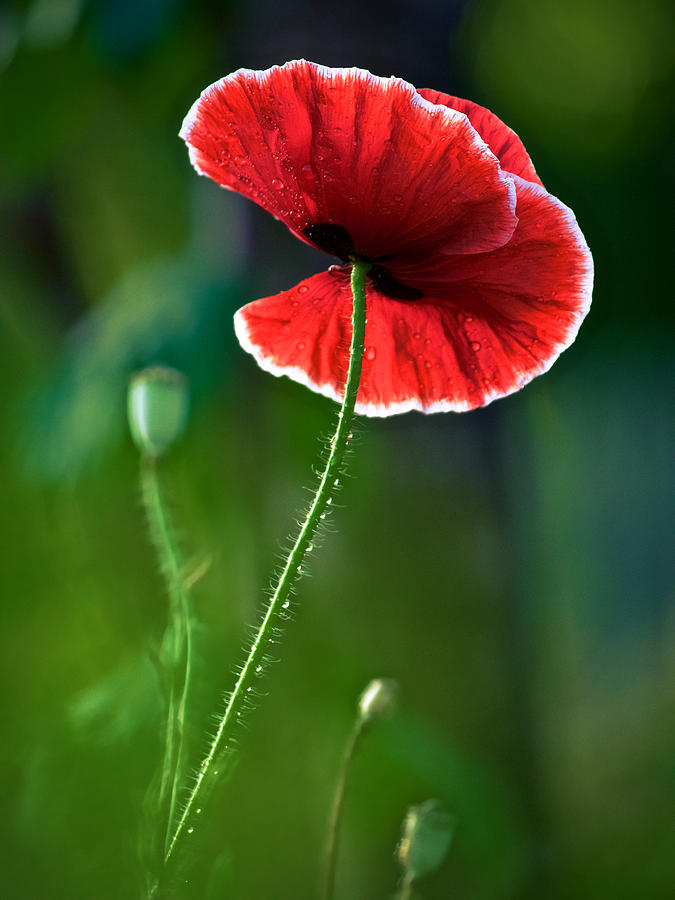 A Red And White Poppy Flower Photograph