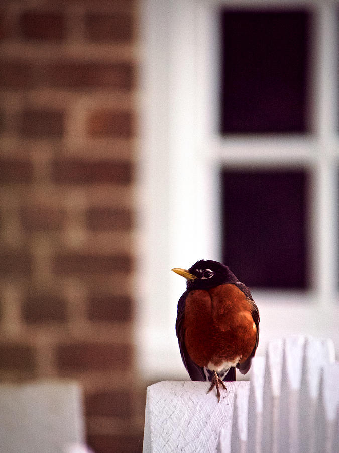 A Red Bird Photograph by Rachel Morrison