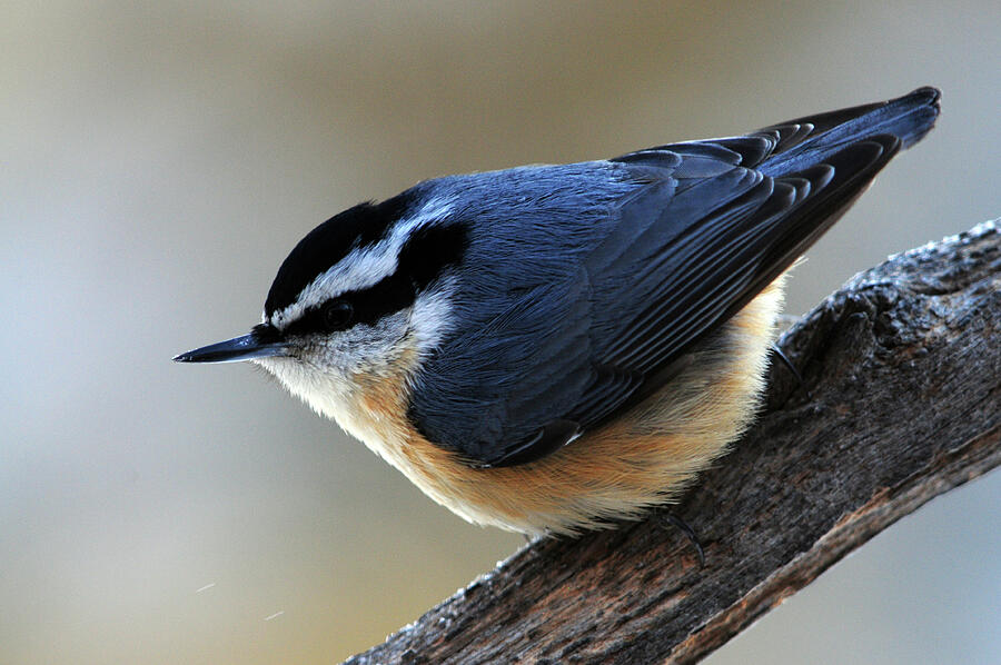 A Red-breasted Nuthatch Photograph by Mike Martin