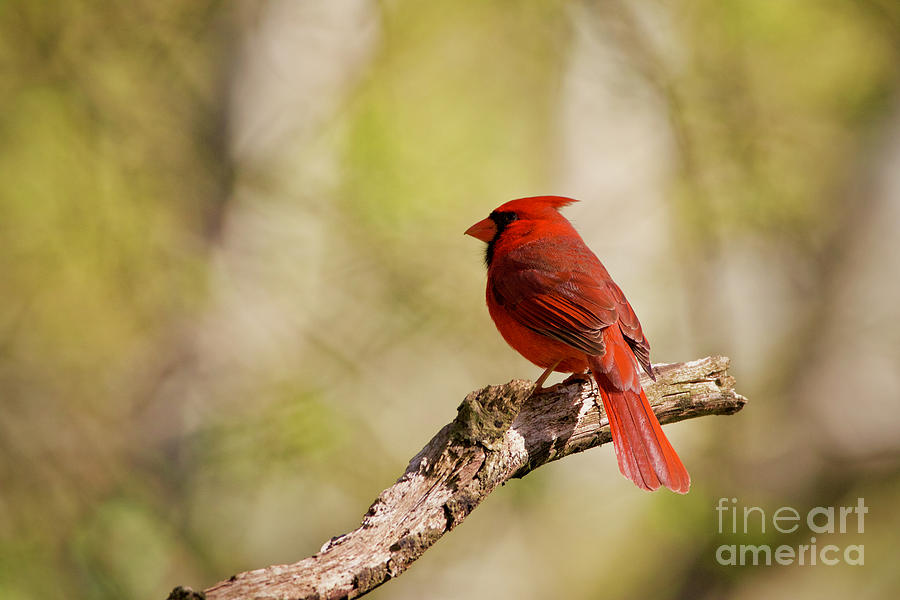 A Red Cardinal Photograph by Rachel Morrison