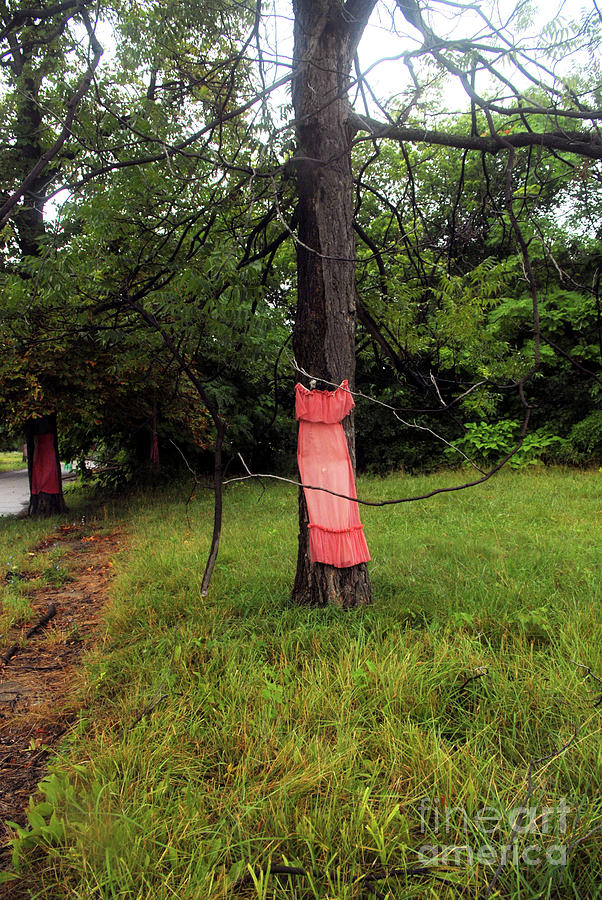 Tree Photograph - A Red Dress On A Tree by Walter Neal