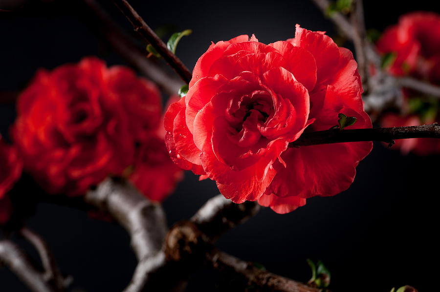 A Red Flower Photograph