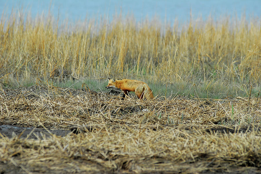 A Red Fox Hunting Photograph by Gregory Blank