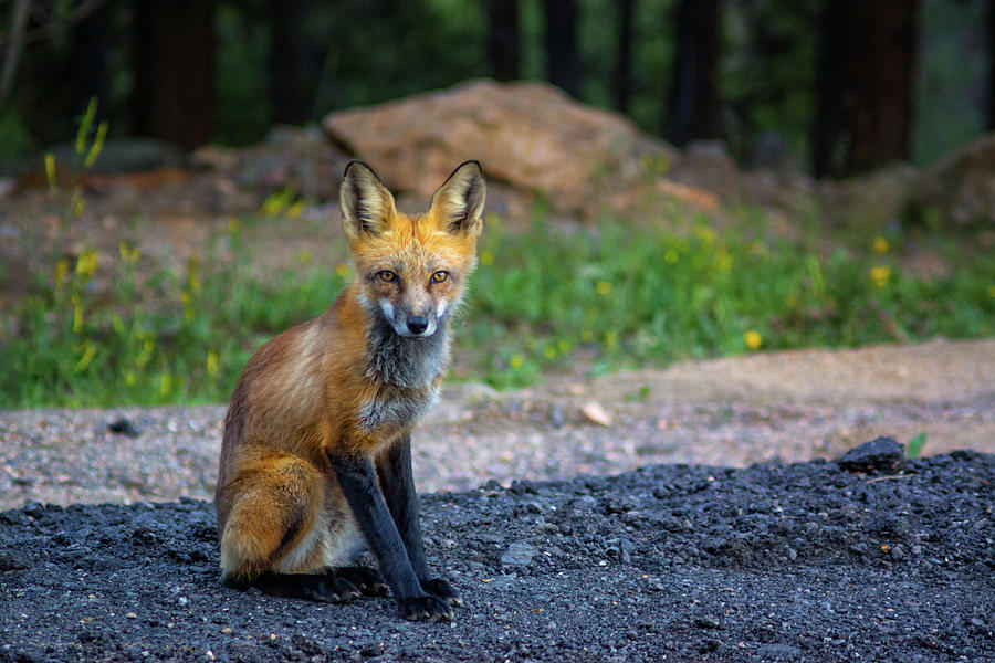 A Red Fox Stare Photograph by John De Bord