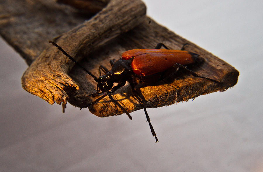 Insects Photograph - A Red Glowing Beetle by Douglas Barnett