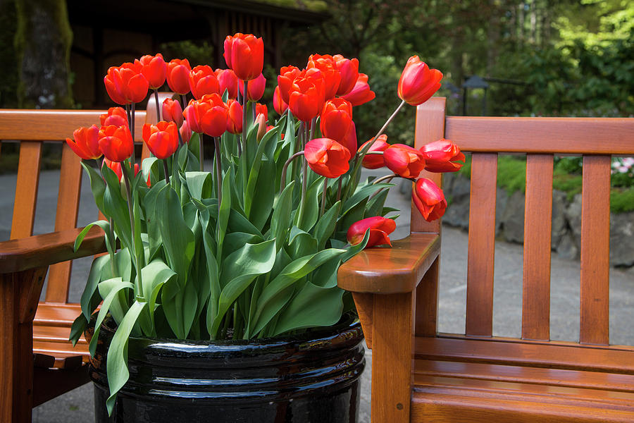 A Red Grouping of Tulips Photograph by Bill Cubitt