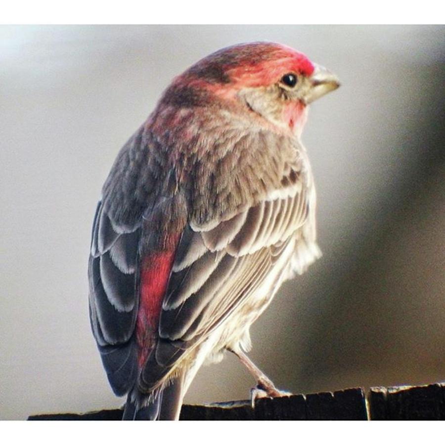 A Red Headed House Finch. Captured The Photograph by Andrew Rhine